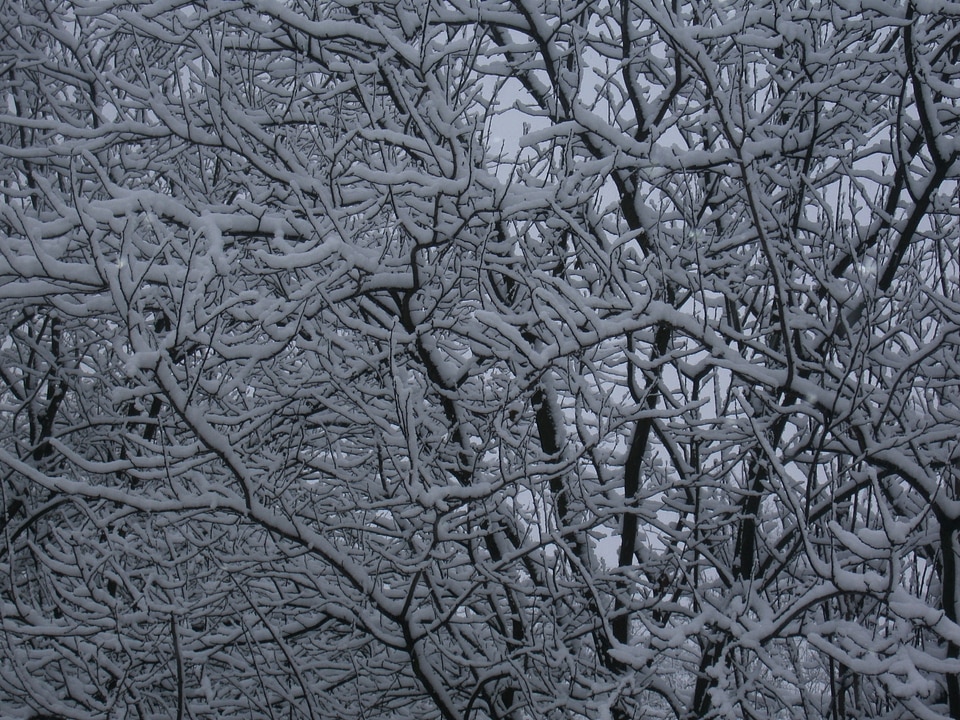 Snowy white winter