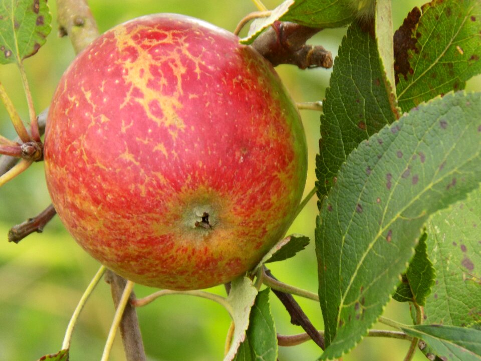Fruit nature healthy