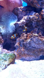 Clownfish coral reef photo