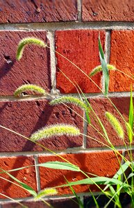 Green bristlegrass wild foxtail millet poaceae photo