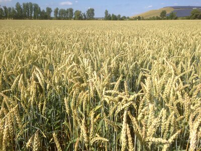 Grain ripe spike photo