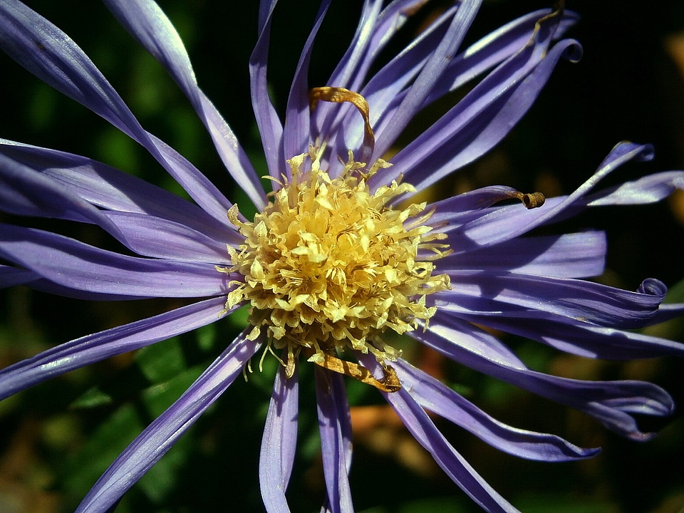 Bloom flower purple