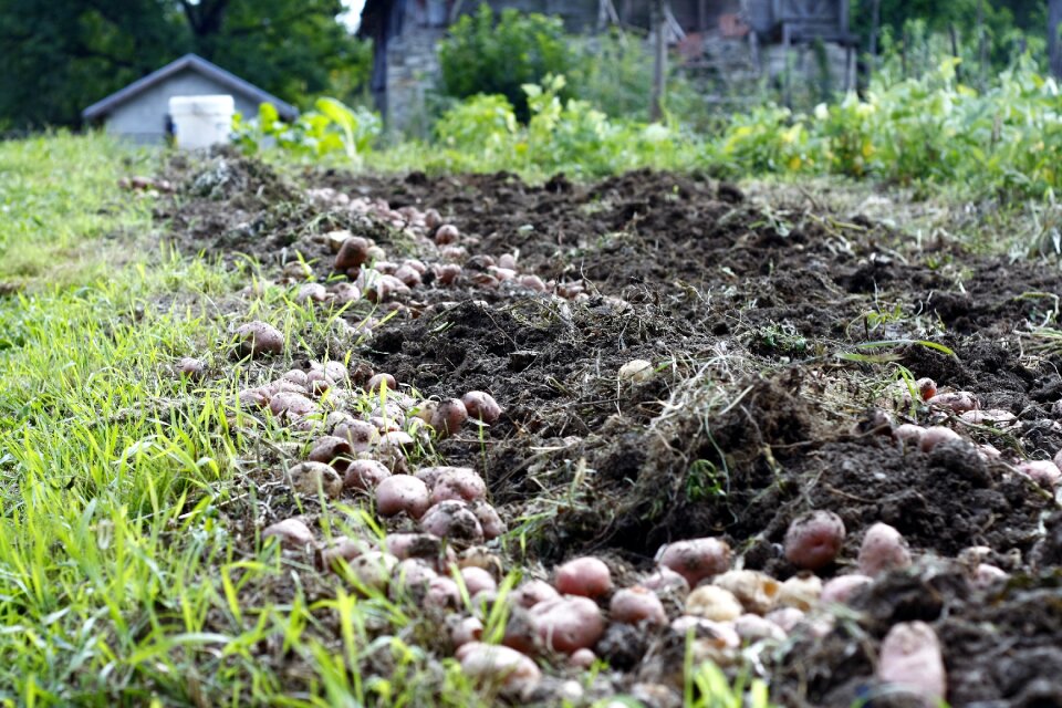 Vegetable summer nature