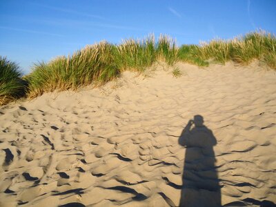 Sand beach grass
