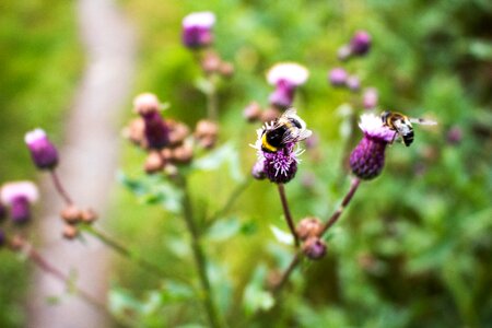 Insect blossom pollen