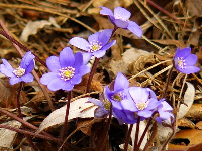 Nature plant crocus