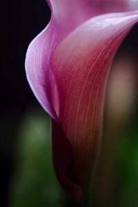 Calla lilly growth photo