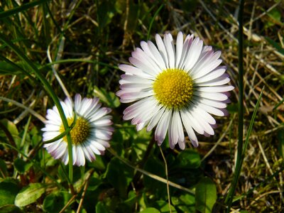 Flower daisy grass