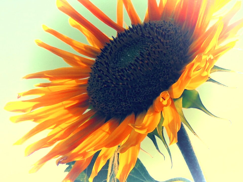 Summer blossom bloom