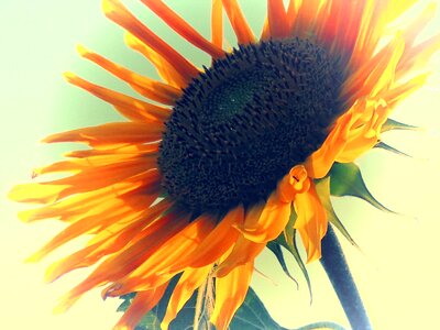 Summer blossom bloom