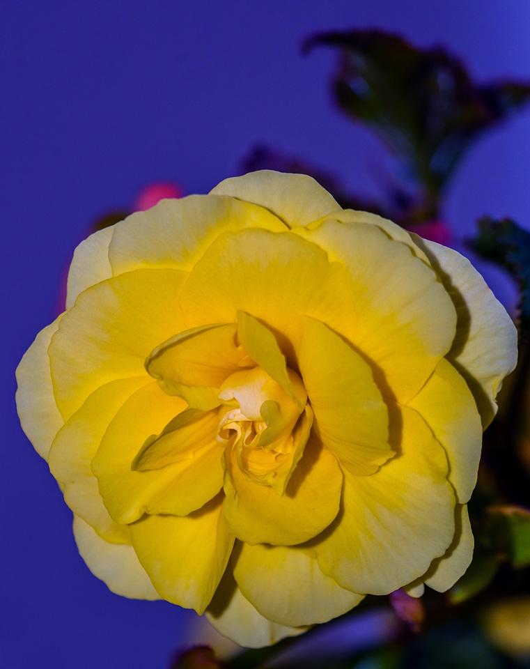 Bloom in the evening plant
