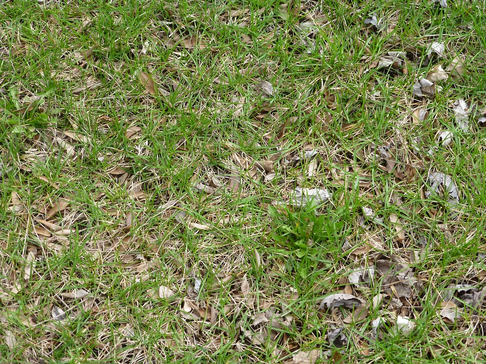 Plant natural botanical