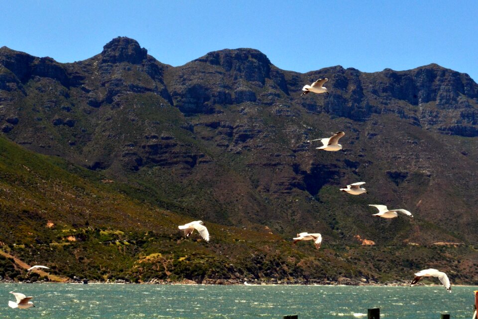 Birds flying nature