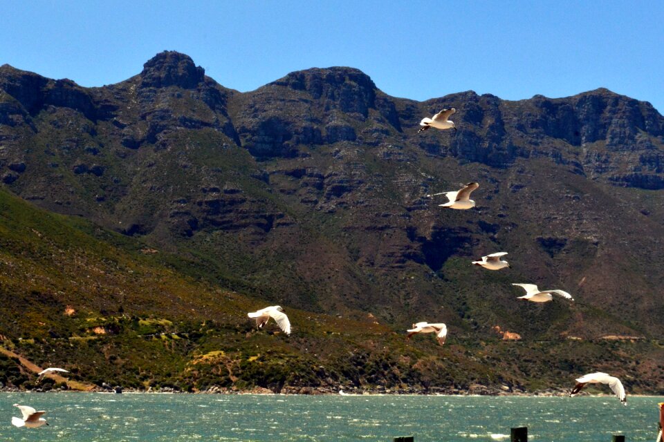 Birds flying nature photo