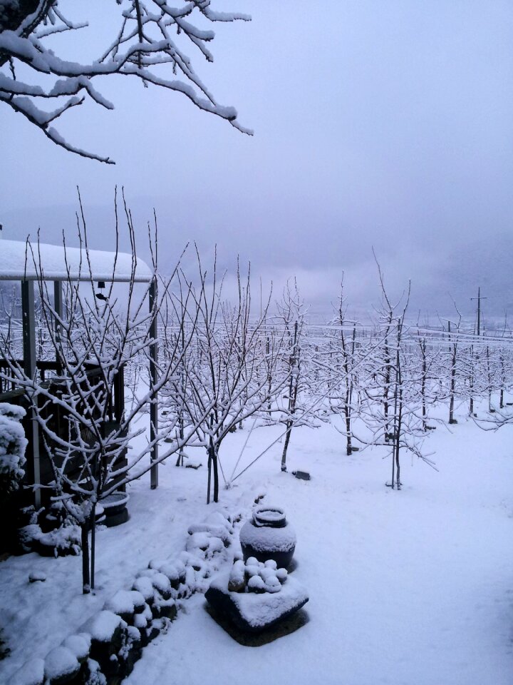 Winter background winter winter apple tree photo