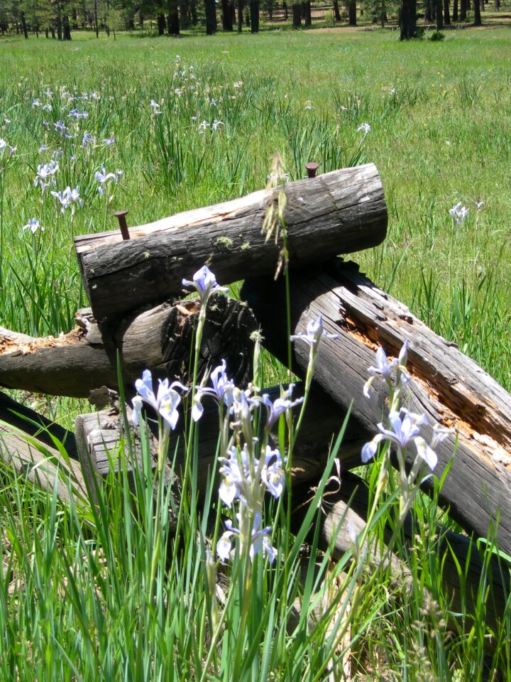 Rail fence field