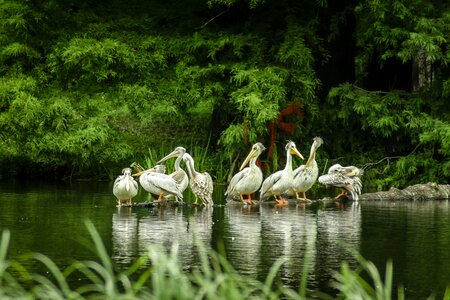 Hagenbeck hamburg island
