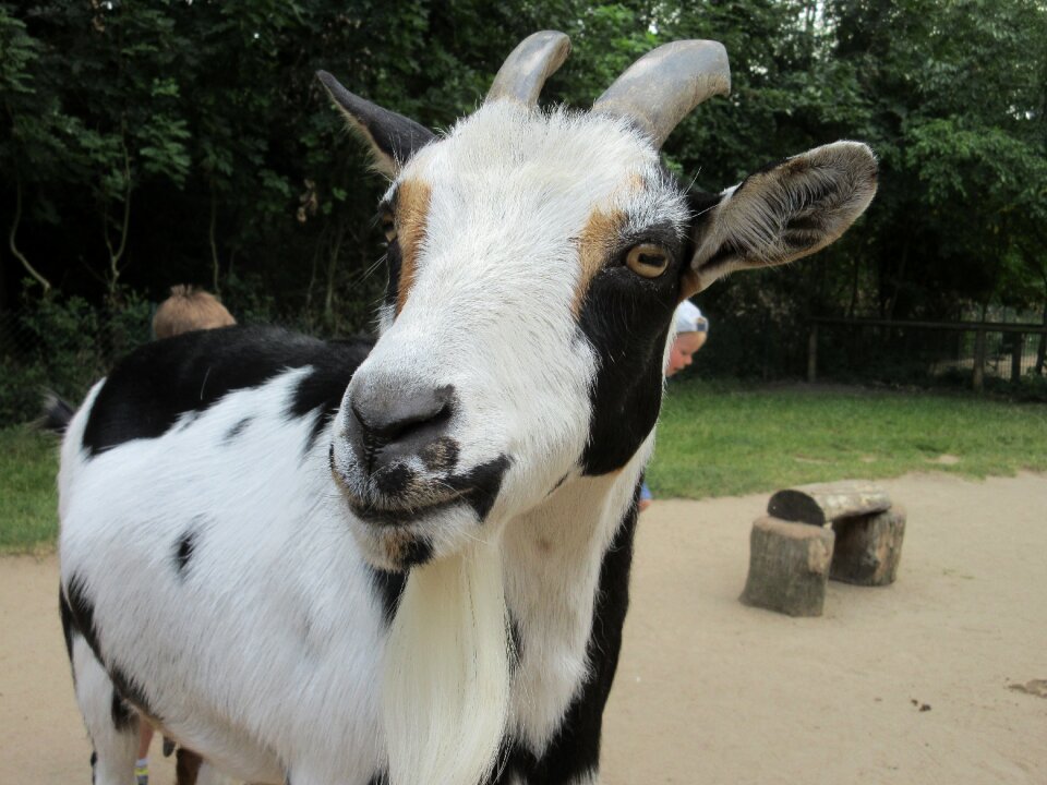 Horns petting zoo curious