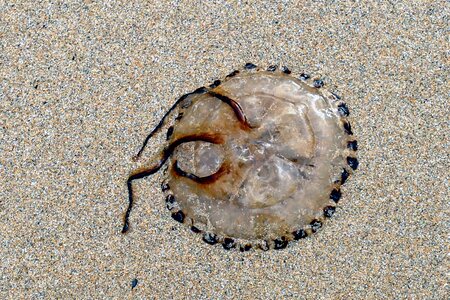 Sand nature ocean photo