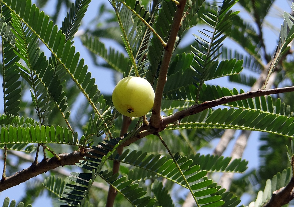 Emblica officinalis amalika phyllanthaceae