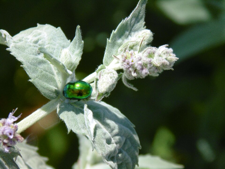 Green nature detail