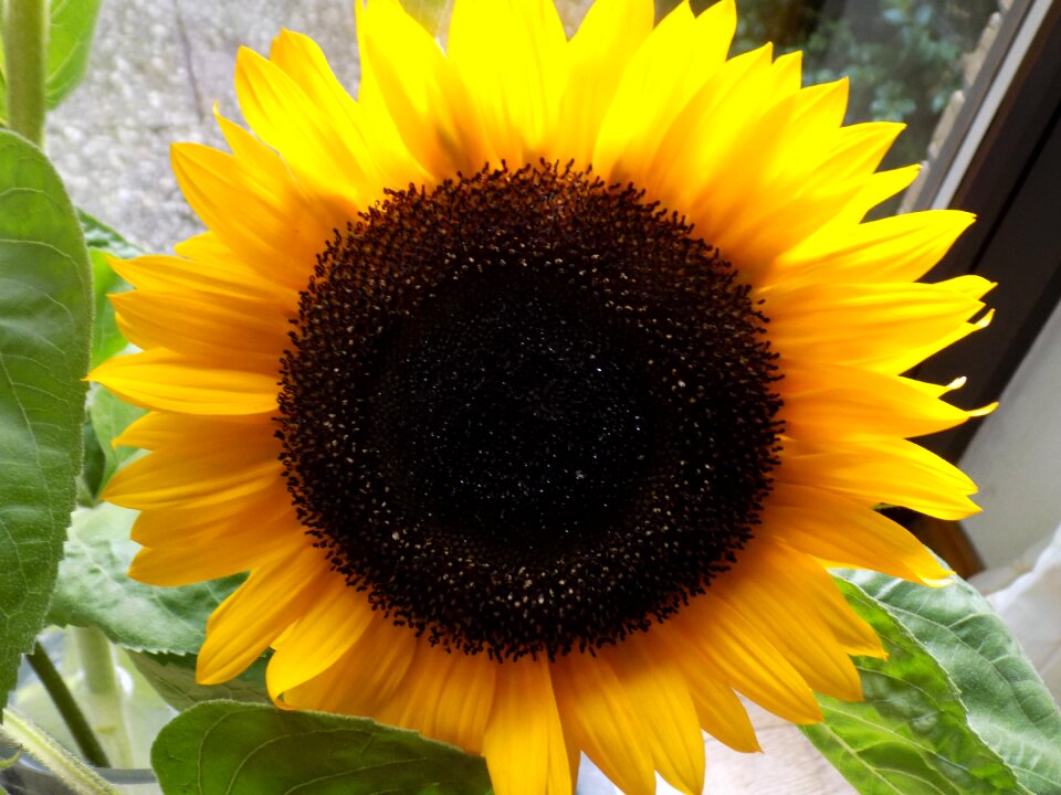 Yellow summer helianthus