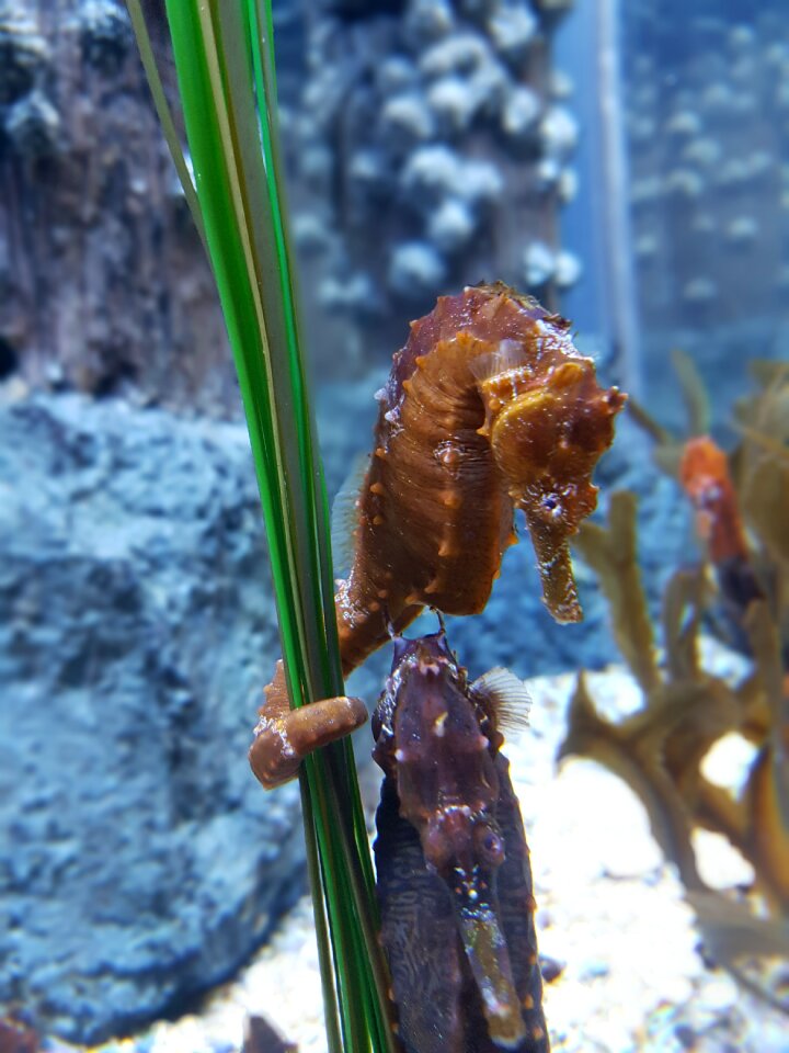 Underwater marine