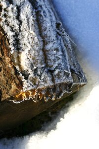 Slovakia snow tree