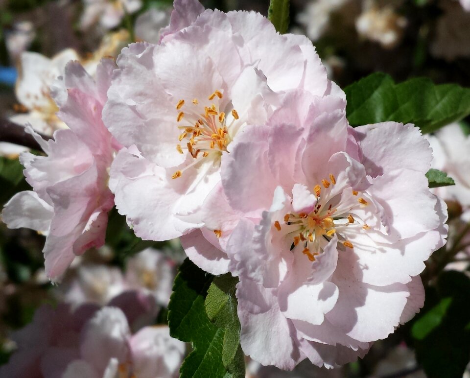 Pink flowers spring