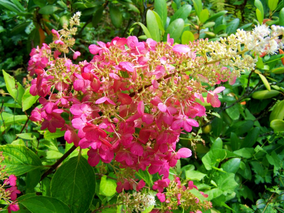 Hydrangea pink summer flower garden