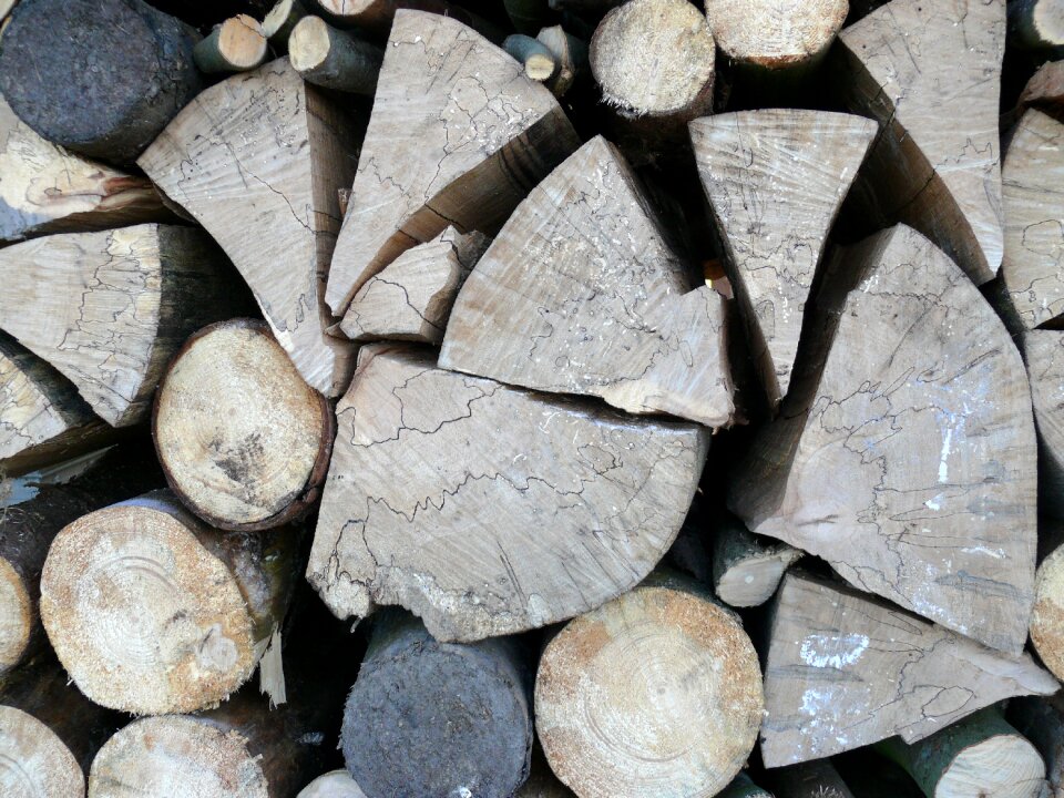 Nature annual rings wood