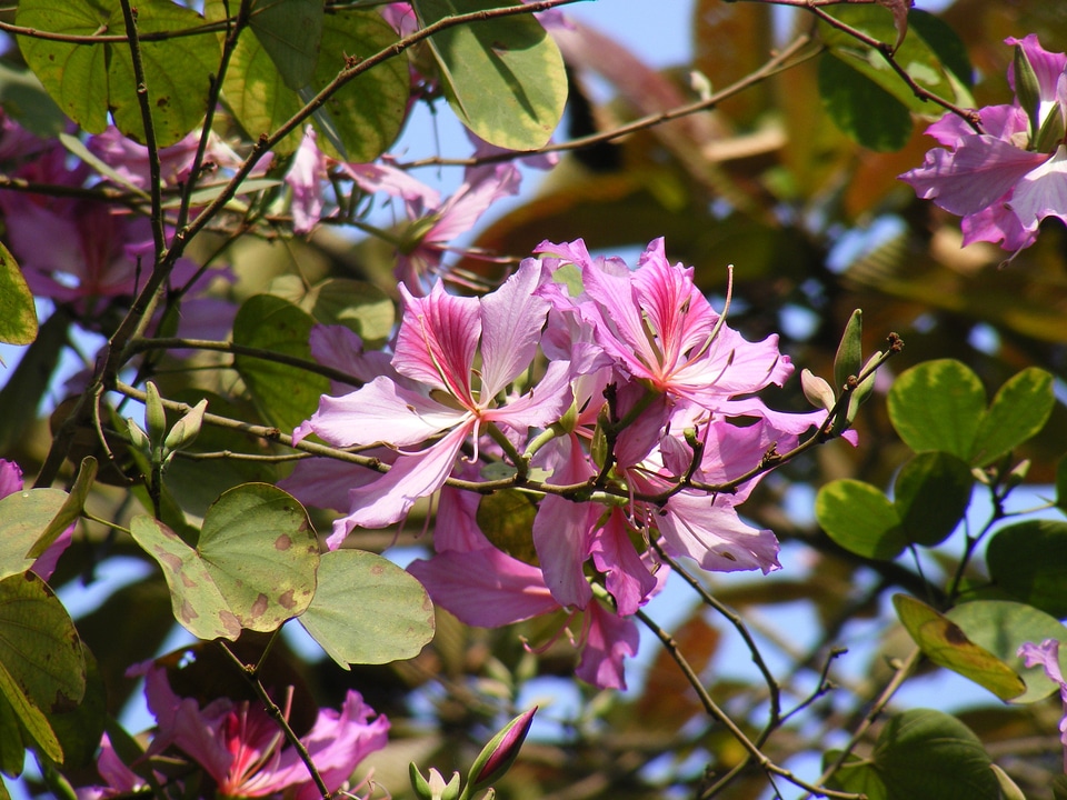 Flower branch floral