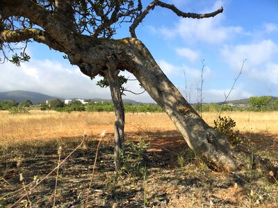 Help old tree mediterranean