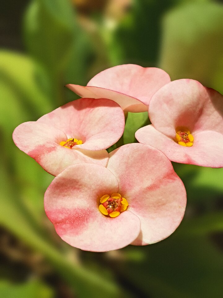 Garden blossom pink