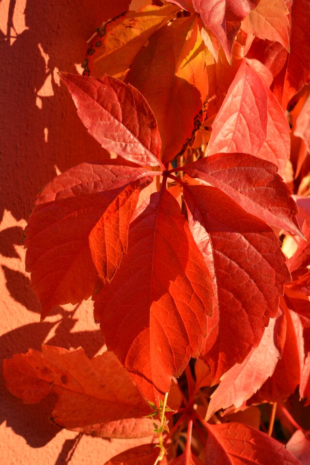 Leaves plant vine leaves