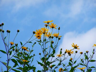 Sunflower garden yellow flower blue sky