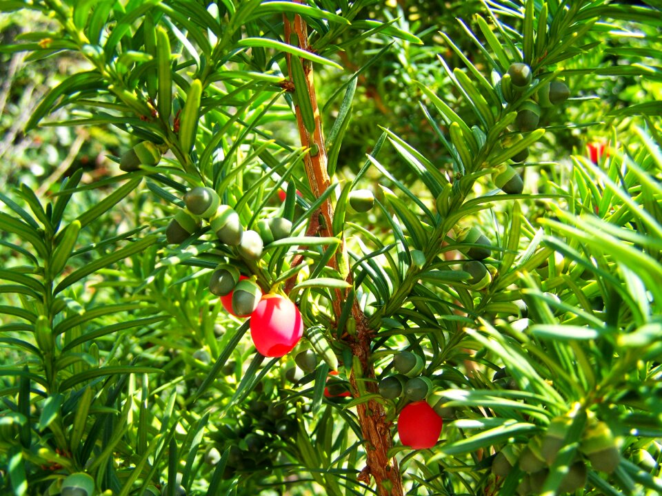 Green red berries nature