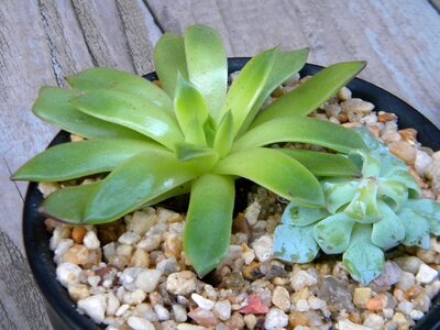 Botanical green desert