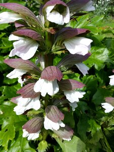 White-pink flowers dark green leaves plant