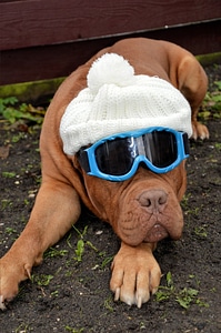 Cap woollen goggles