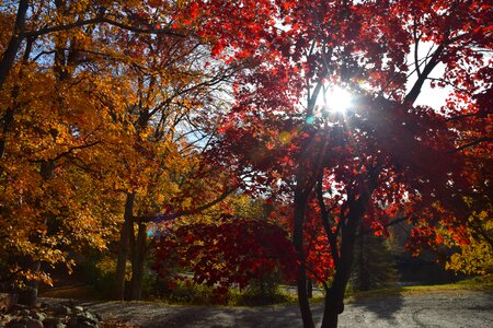 Season nature fall photo