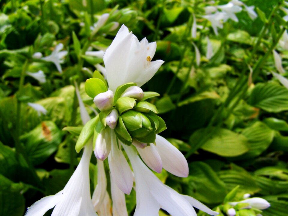 Shadow lily white summer flower garden