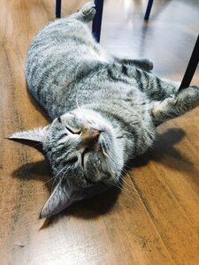 Cat coffee summer shanghai