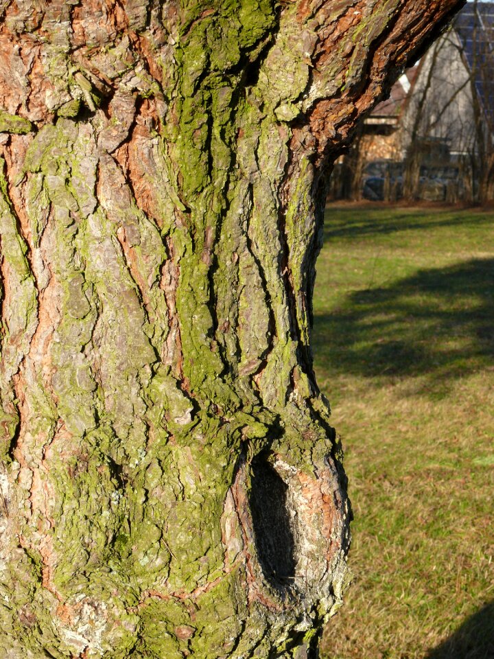 Structure tree nature