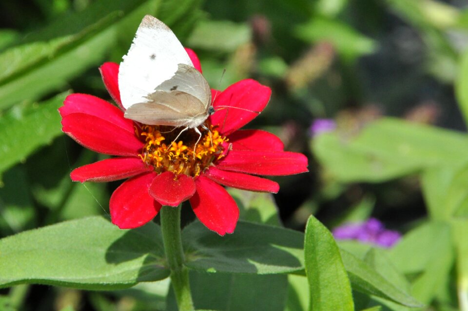 Zinnia flower and butterfly nature
