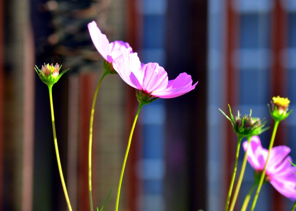 Spring pink