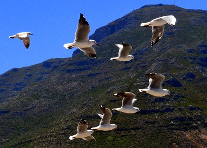Seagulls flight in the sky photo