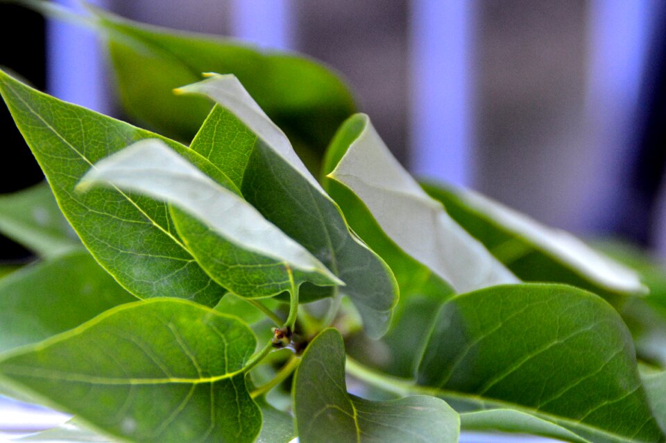 Plant nature close up