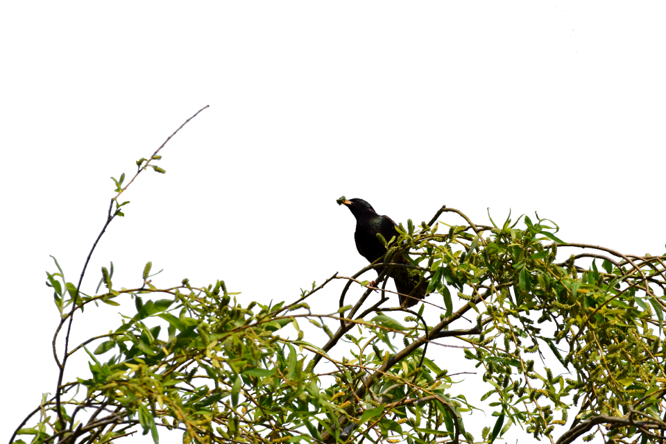 Crow bird green