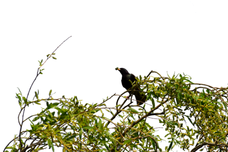 Crow bird green